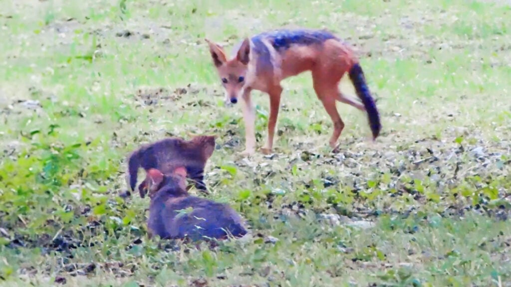 Wildcat Kitten Chases Off Jackal Alone
