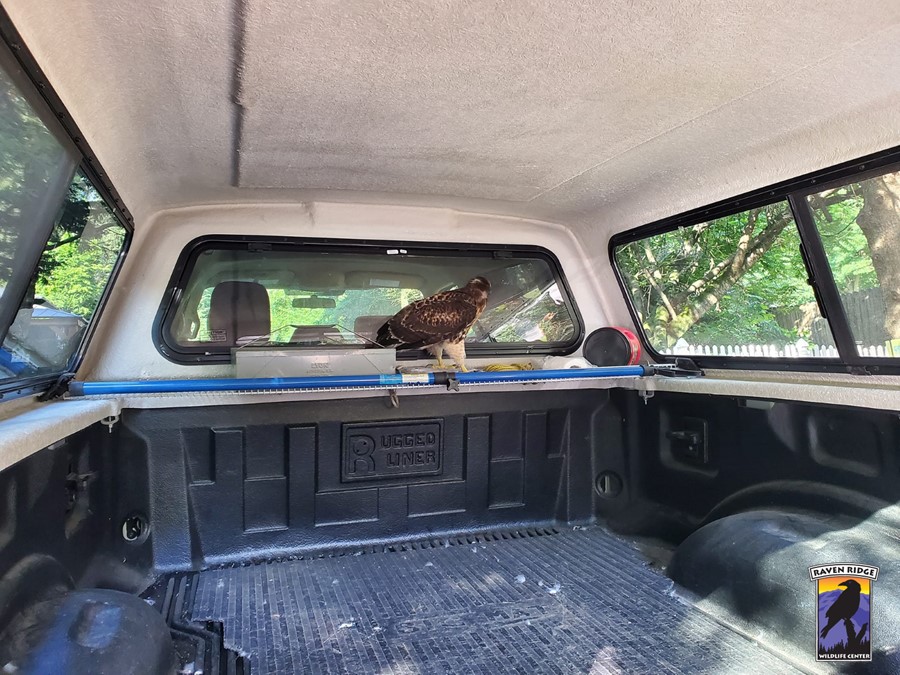 Pennsylvania Kayaker Ends A Peaceful Day On The Water With A Wild Visitor In His Cab