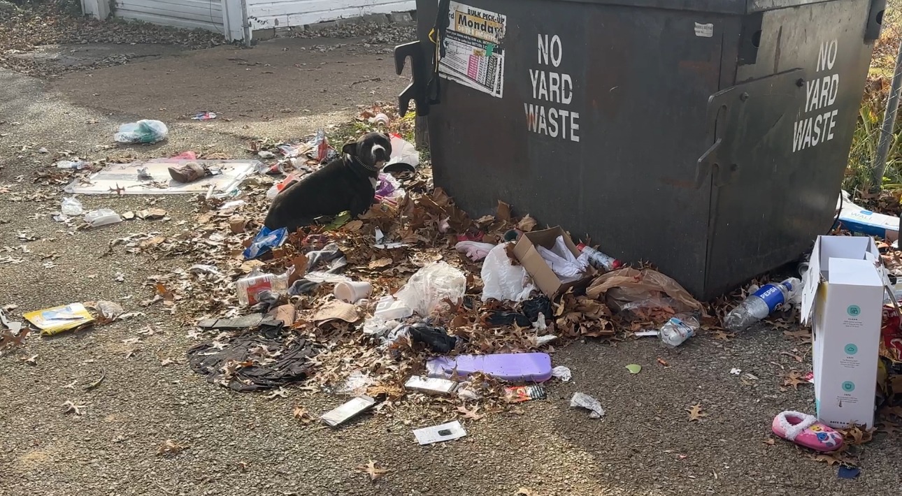 Missouri Rescuers Kneel By A Dumpster For A Frightened Pup Who Won’t Let Anyone Near