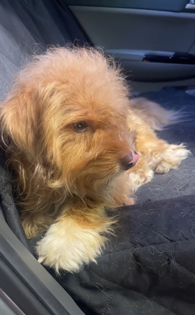 Texas Woman Finds Ticks And Trash Tangled In A Dog’s Fur And Brings Him Home Anyway