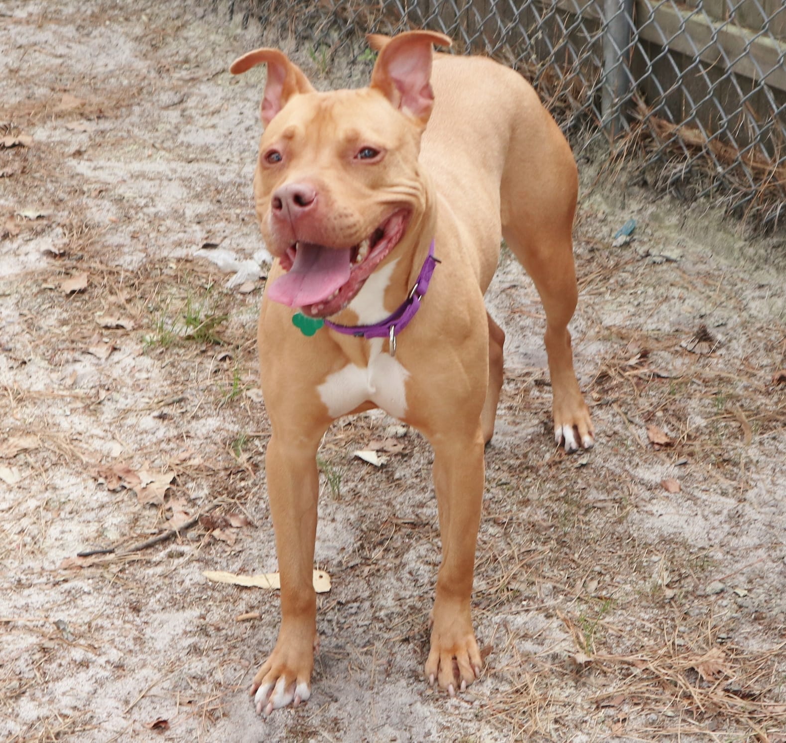 New Jersey Volunteers See A Sweet Dog Adopted Twice And Returned Twice Without Doing Anything Wrong