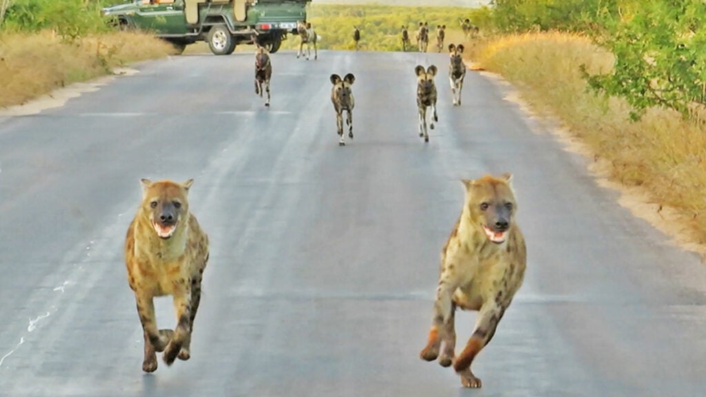 Hyenas Flee as Wild Dog Pack Storms In