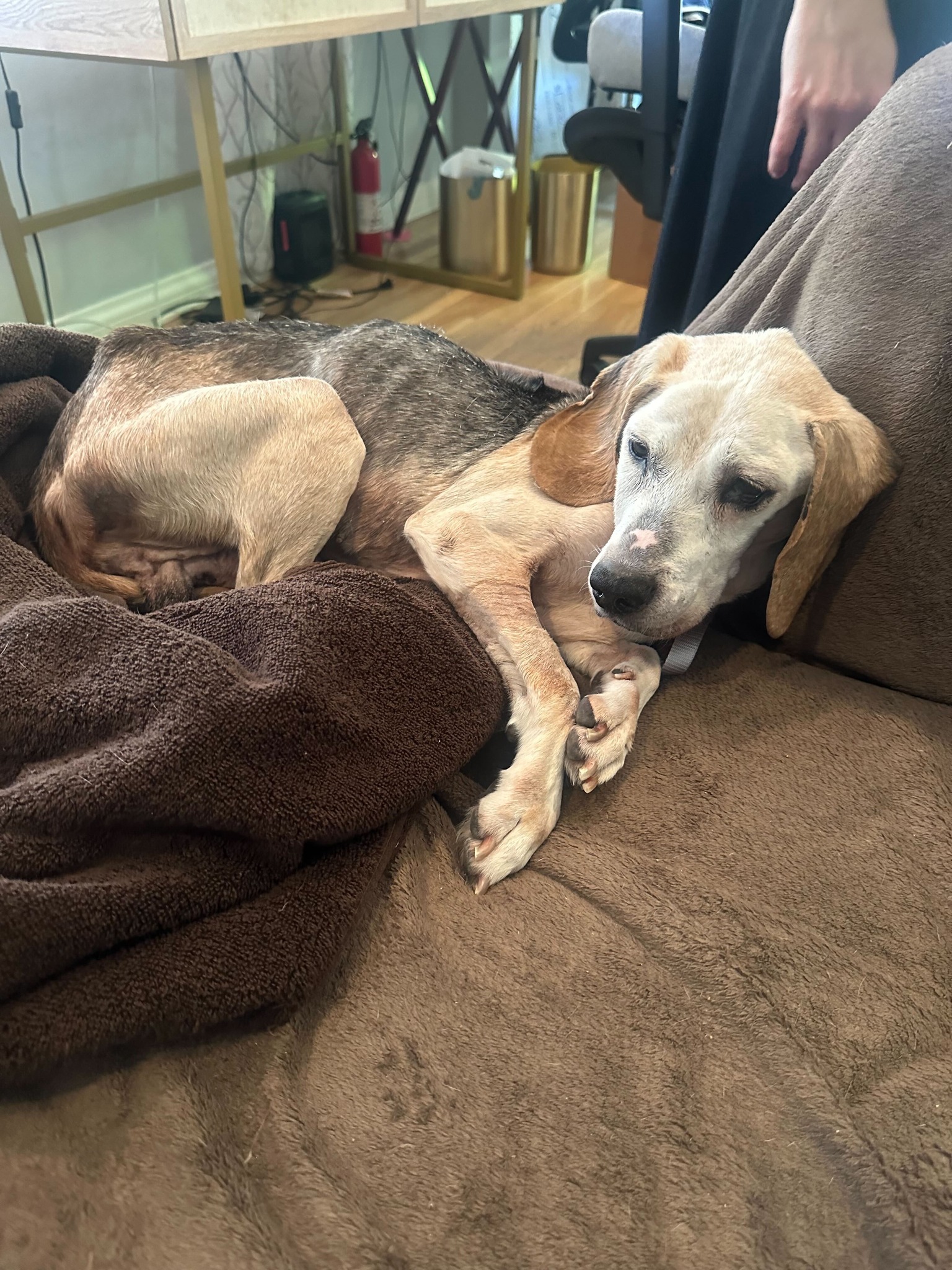 California Senior Beagle’s Journey From Cruelty To Comfort Ends With A New Family