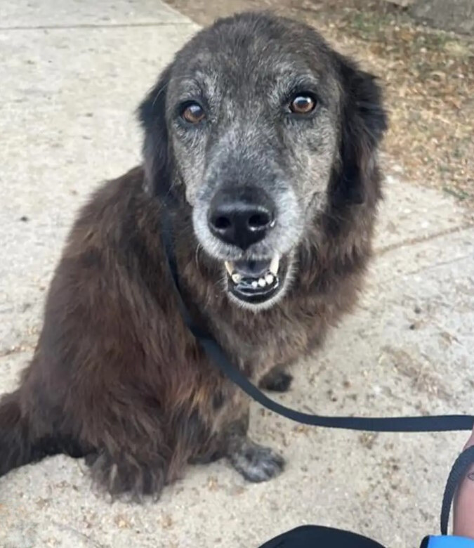 Texas Pup Missing For Seven Months Proves The Bond With Her Family Could Never Be Broken