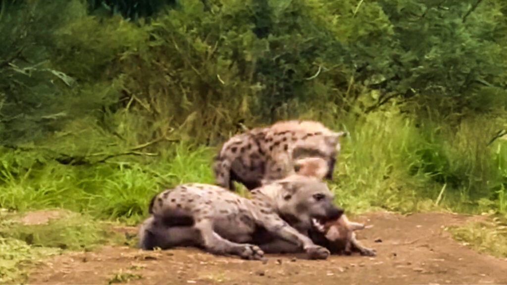 Cheeky Hyena Cubs Team Up on Babysitter