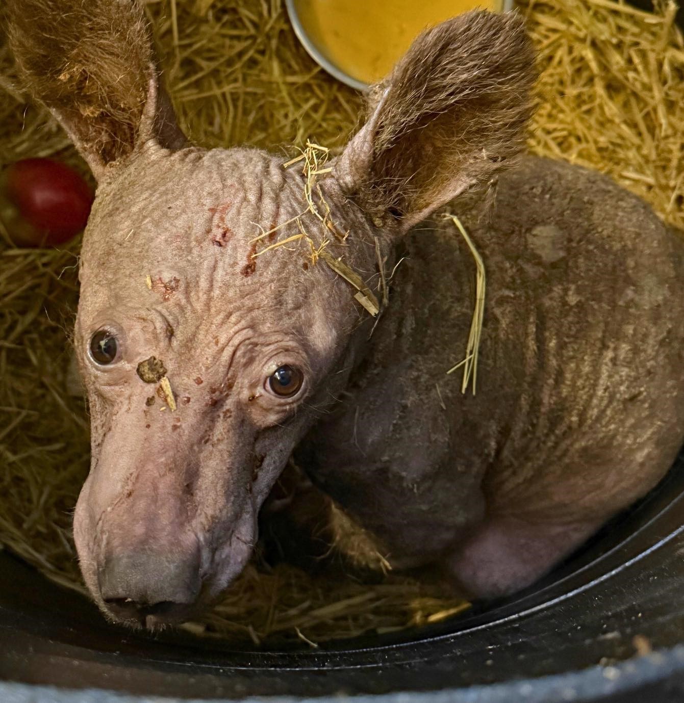 Mysterious Animal Rescued From California Woods Shows First Signs Of Playfulness After Intensive Care