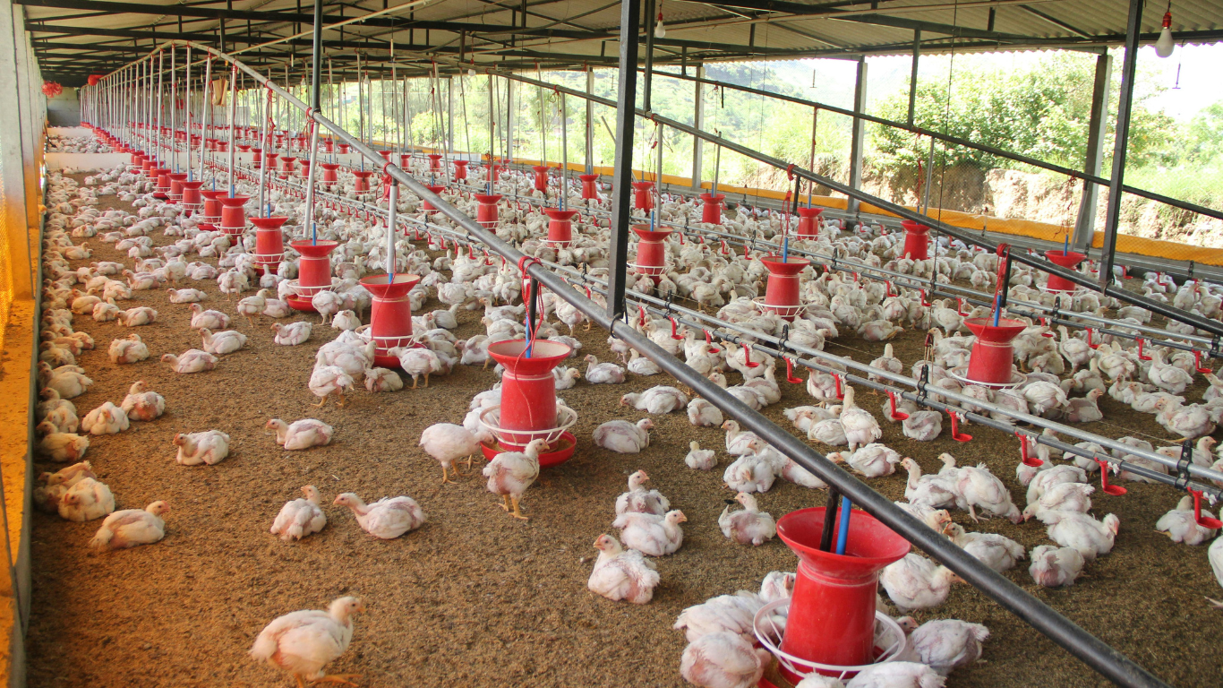Norway to phase out ‘frankenchickens’ by 2027 in landmark animal welfare move