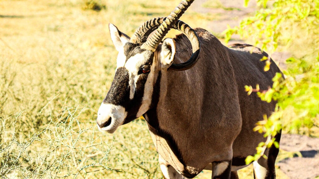 Gemsbok Walks With Horn Piercing Neck