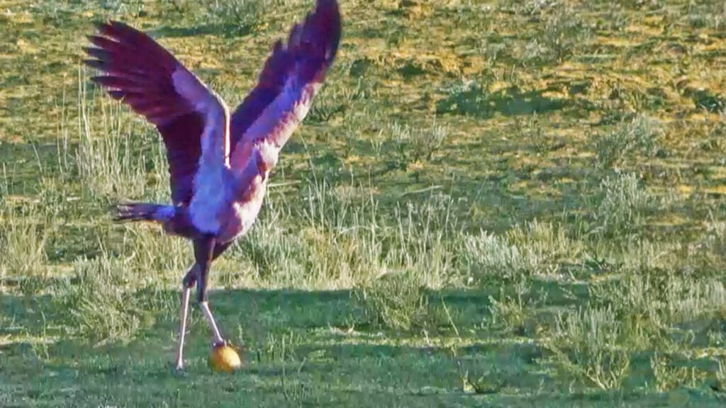 Secretary Bird Kicks Up a Storm Playing Soccer