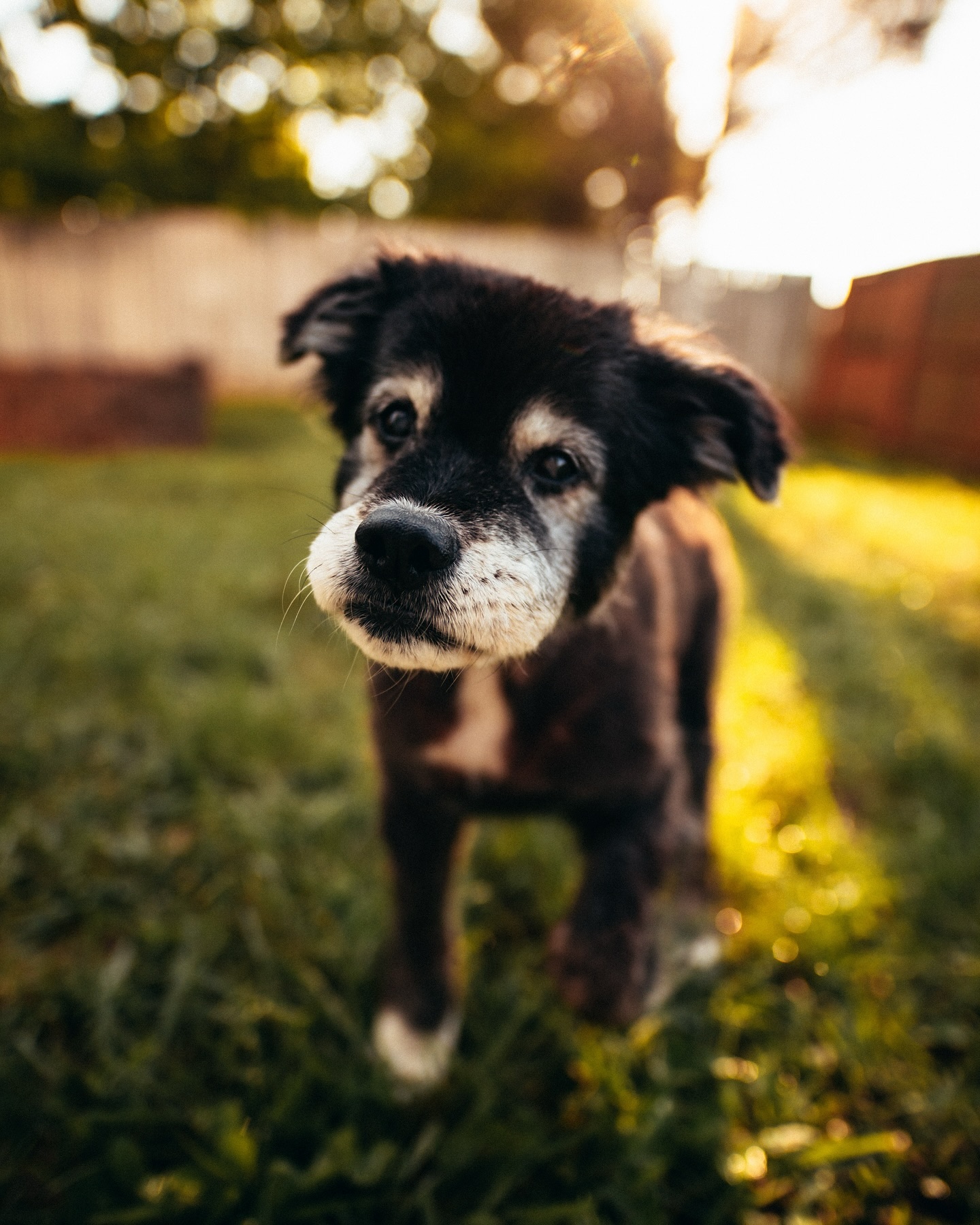 Tennessee Dog Finally Gets To Share Family Meals And The Reason Why Is Heartbreaking