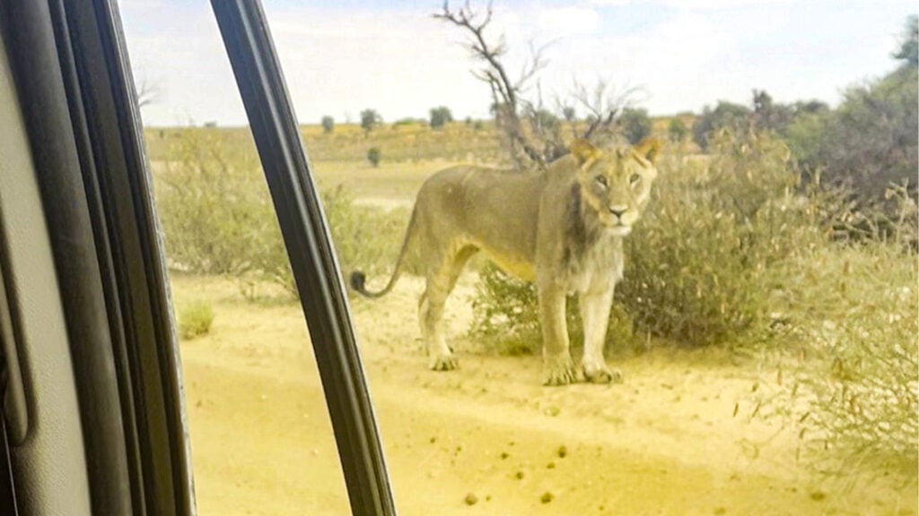 Lion Chases Down Car
