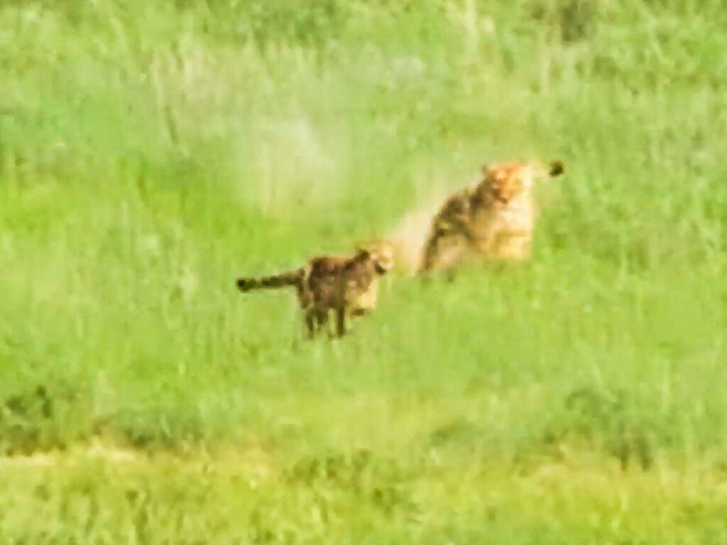 Cheetah Walks Into Lion’s Deadly Ambush