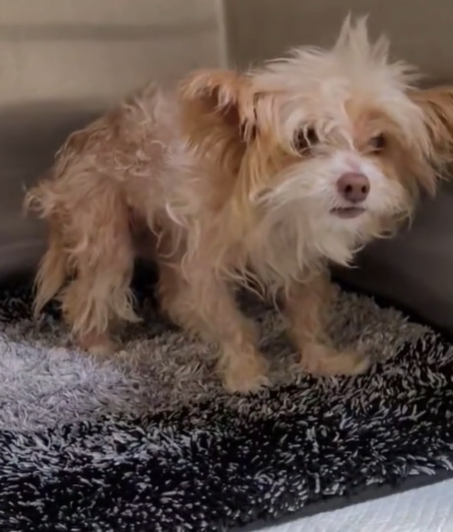 California Rescuers Meet A Senior Shelter Dog Who Hasn’t Moved And Decide To Look Deeper