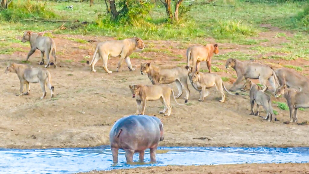 Hippo Stands Off With 15 Lions At River 