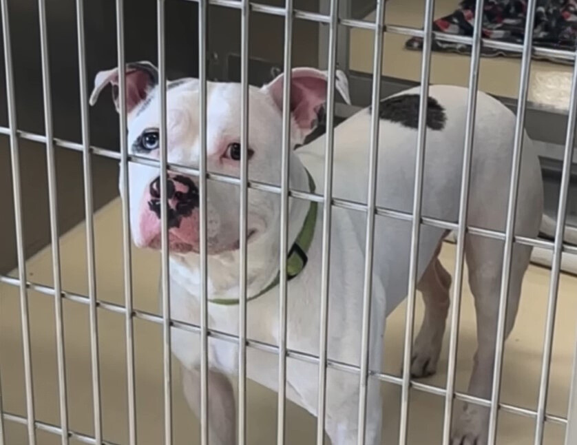 Michigan Dog With A Painful Past Captures A Volunteer’s Heart And Refuses To Let Go