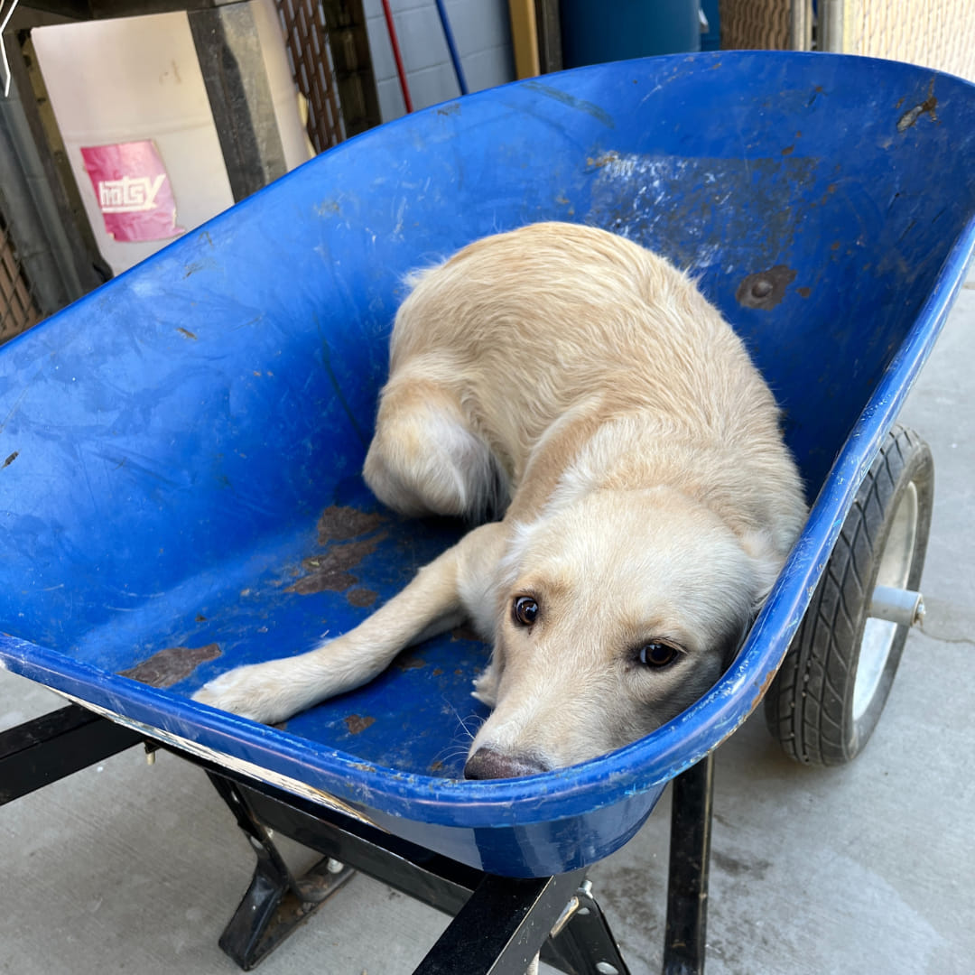 Texas Golden Retriever Scheduled For Euthanasia Wags Her Tail For The First Time In Foster Care