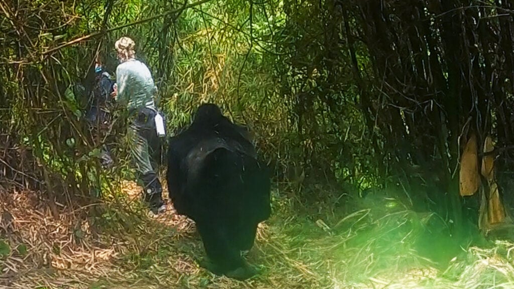 Gorilla Smashes Tourist In Shocking Encounter 