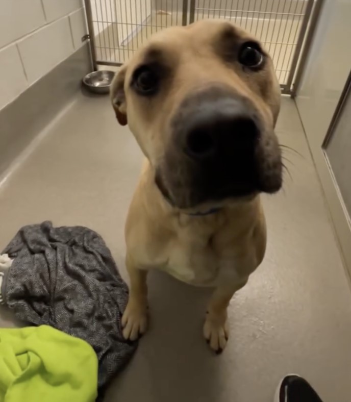 California Shelter Dog Waits For Family That Never Comes, Until Love Finally Finds Him