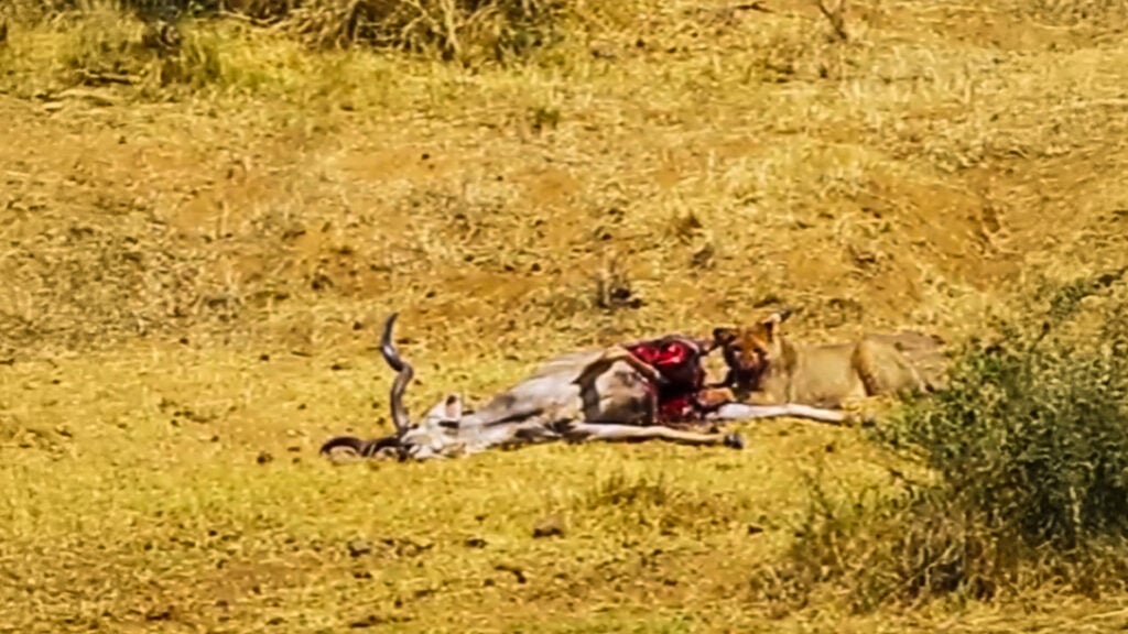 Young Lions Eat Kudu Alive On Camera