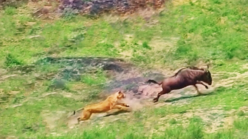 Lions Use Smart Tactics To Trap Wildebeest