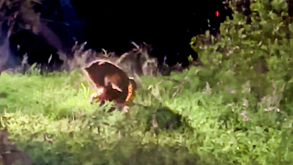 Leopard Slashes At Rare Pangolin