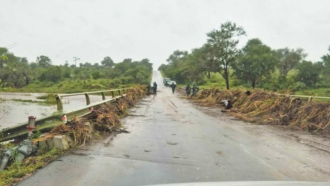 How Animals Are Surviving the Floods in Kruger National Park