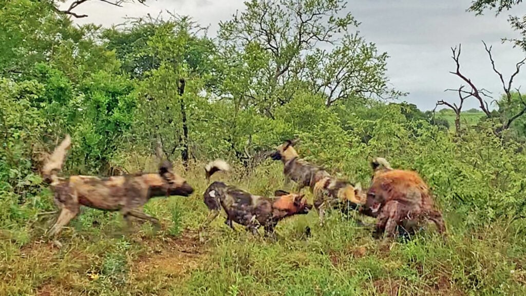 Wild Dogs Clash With Fearless Hyena