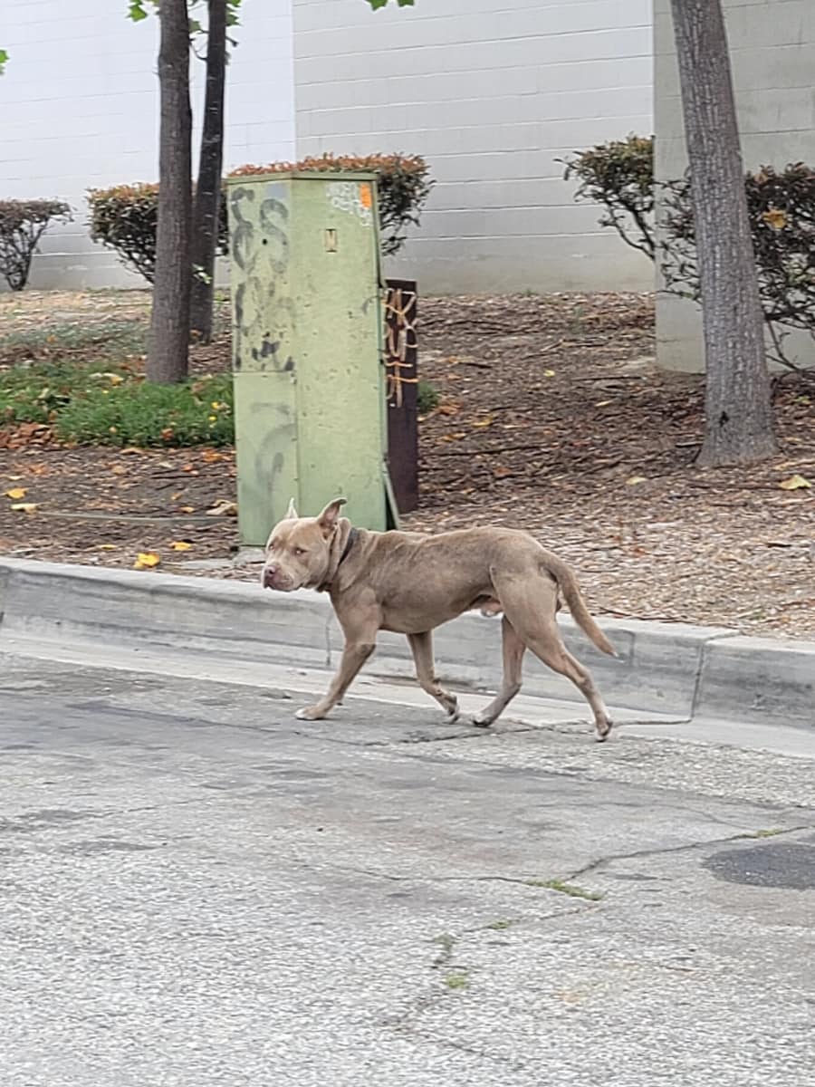California Rescuers Watch A Betrayed Dog Curl Up By The Roadside After Being Left Behind