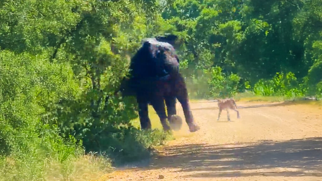 Elephant Charges Lion In Dusty Showdown