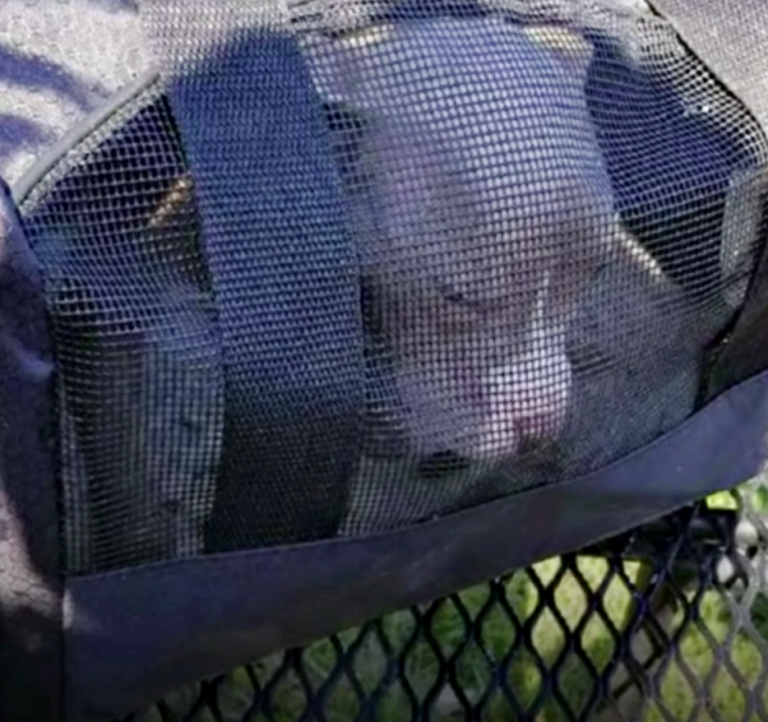 Puppy Discovered In Kentucky Forest Inside A Duffel Bag Finds The Person She Was Meant For