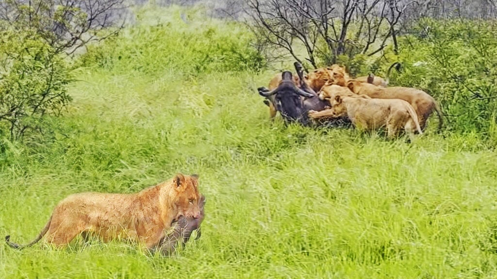 Lions Hunt Buffalo, Then Grab The Calf