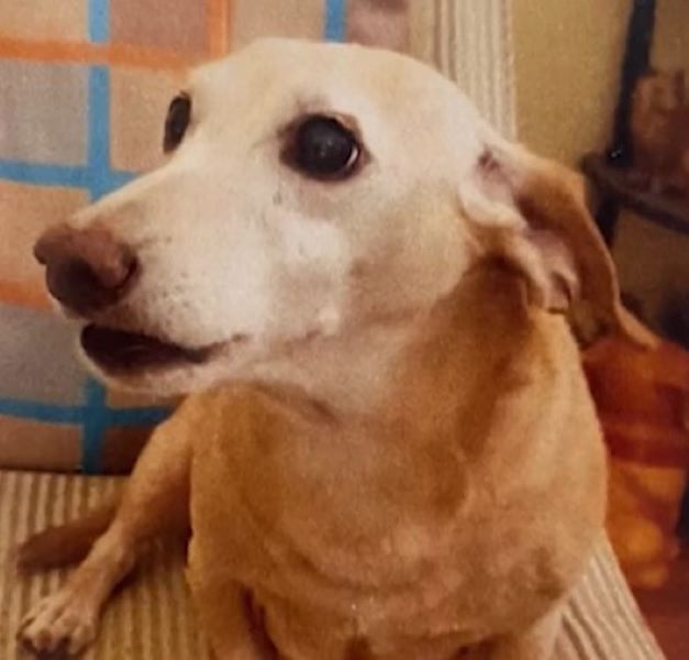 Illinois Man Living With Glaucoma Pleads For Help As He Searches For His Stolen Service Dog