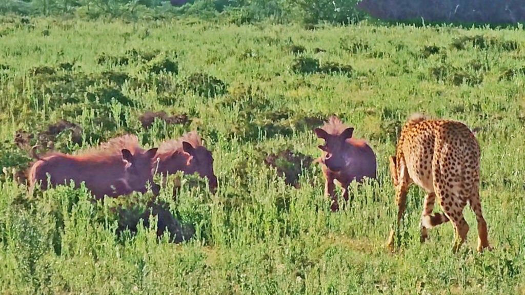 Warthogs Gang Up On Cheetahs Eating Friend
