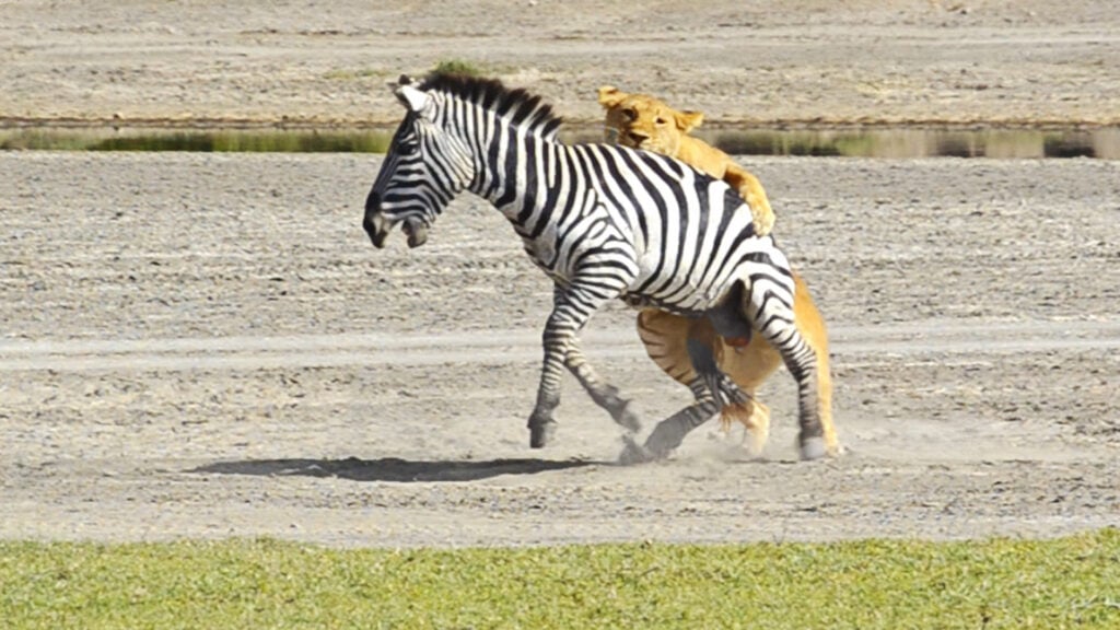Lone Lioness Hunts Zebra With Precision