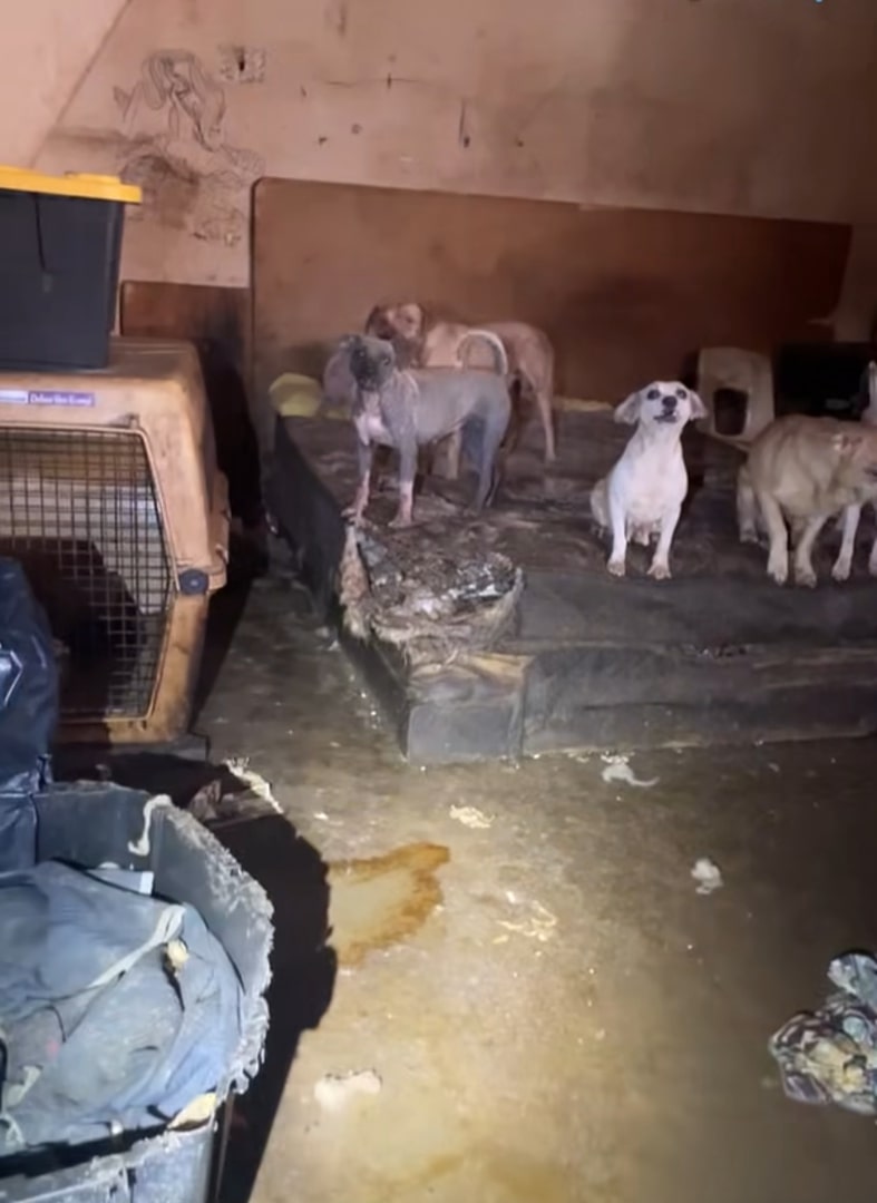 Texas Puppies Gnawing Through Walls Reveal The Horror Hidden Behind A Crumbling Home