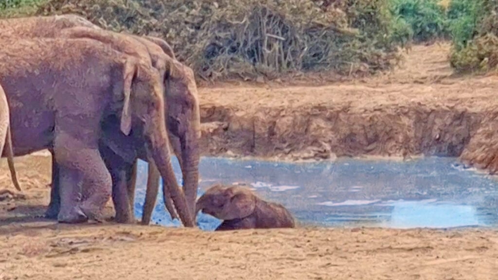 Elephant Family Unites To Save Baby From Mud Trap