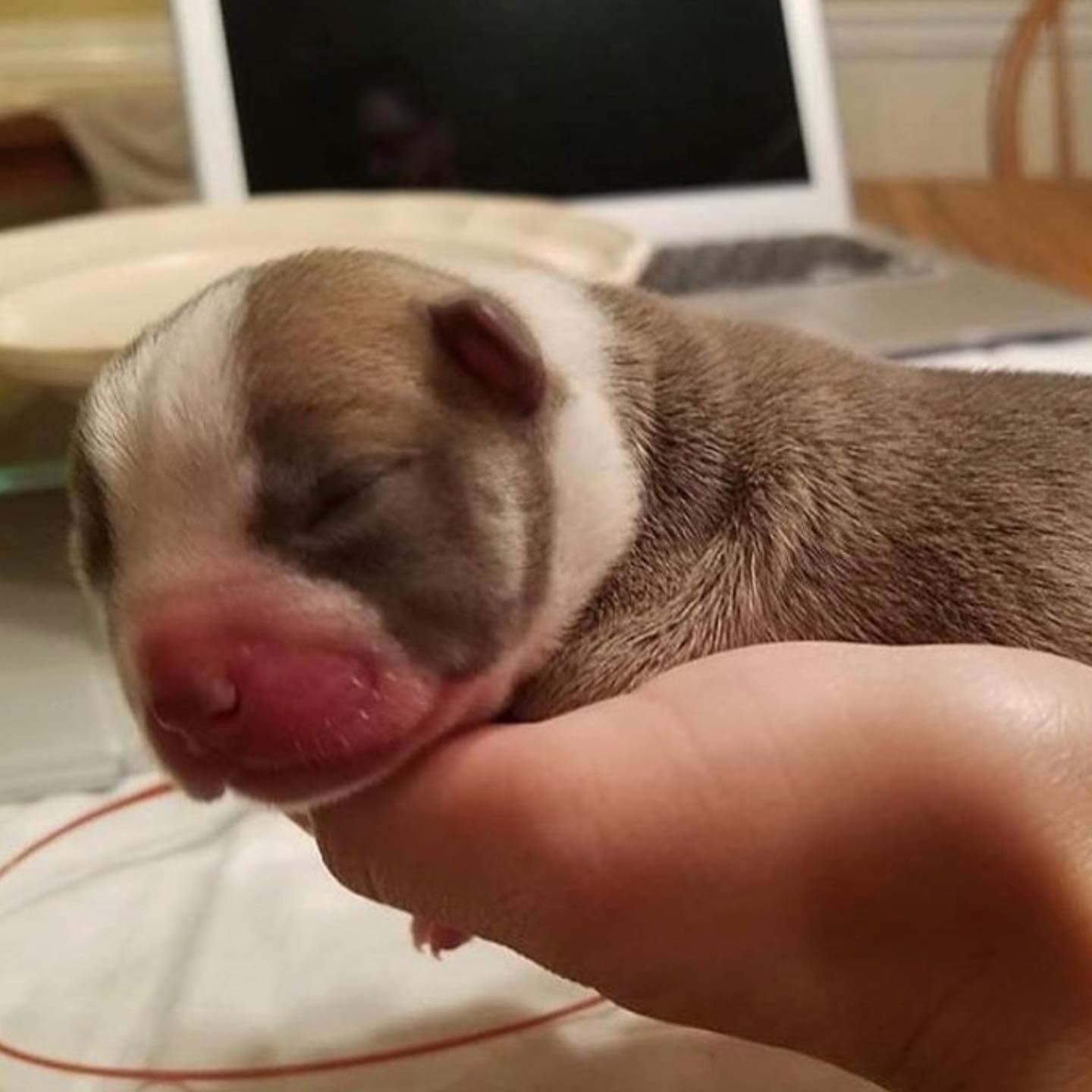 New York Pup With A Rare Struggle Grows Into A Source Of Healing For A Grieving Family