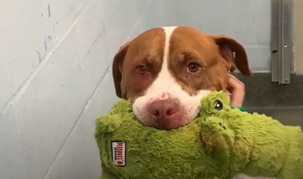 Senior Shelter Dog In Florida Offers Her Favorite Toys To Everyone Who Passes By