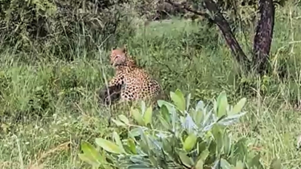 Brave Warthog Mom Rescues Baby From Leopard