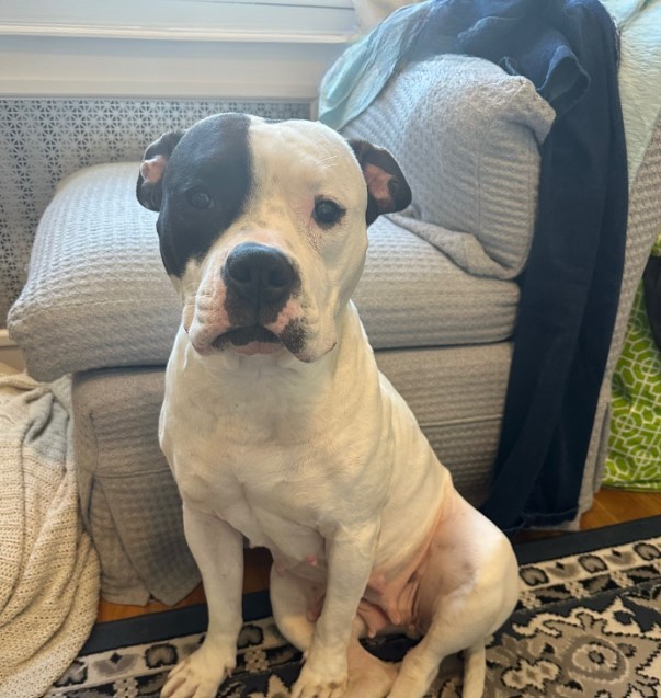 Mama Dog Rescued In New York Learns What It Means to Be Loved In A Forever Home