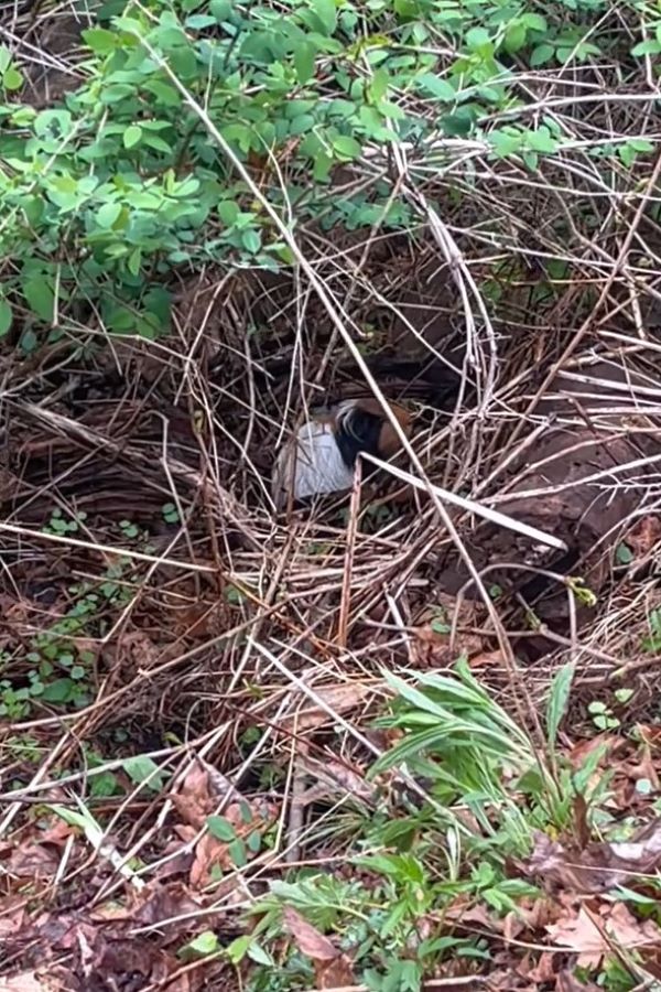 Massachusetts Hiker Following Strange Sounds Finds Small Lives Waiting For Rescue