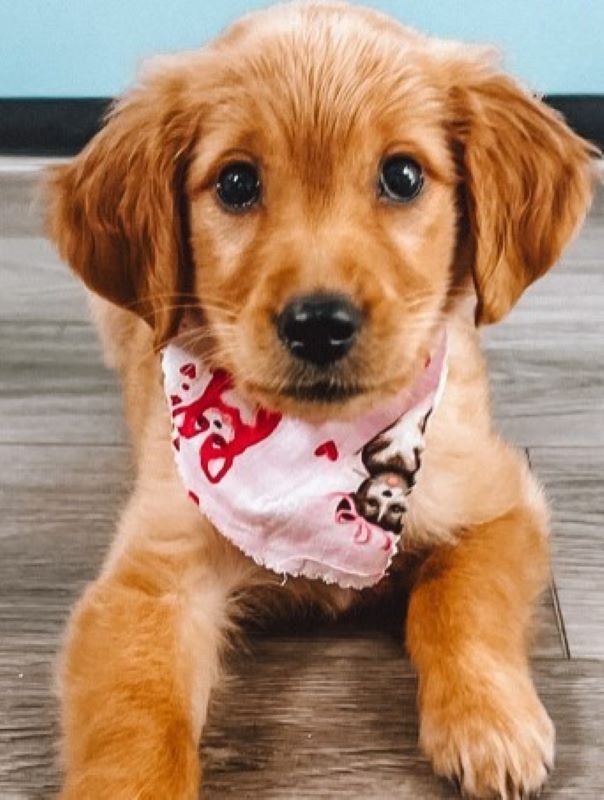 Delaware Woman Seeks Answers About Her Dog’s Breed And The DNA Test Stuns Her