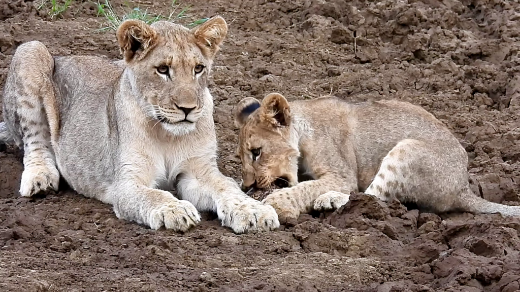 Tips for Finding Lions on Your Kruger Safari
