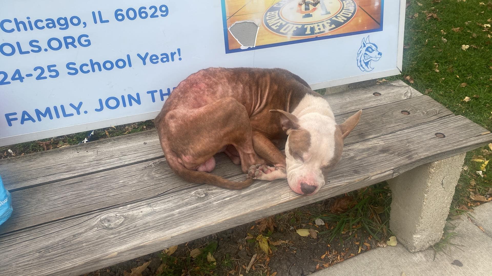 Illinois Dog Curled On Park Bench Waits In Heartbreak For Family Who Never Returned