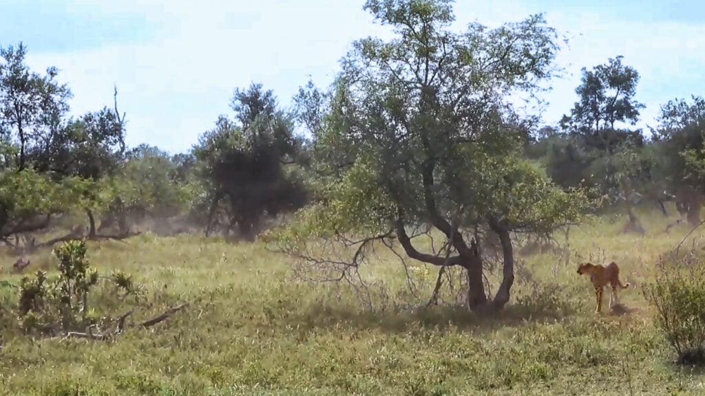 Cheetah Sprints After Wildebeest in Epic Chase