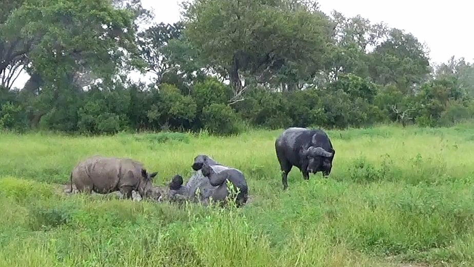 Buffalo and Rhinos Share Mud Spa in Unlikely Scene