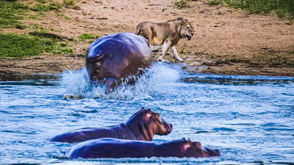 Hippo Charges at Lion Drinking from Watering Hole