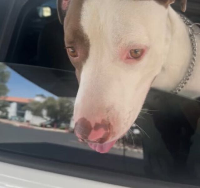 Lost Dog In Nevada Wags His Tail Wildly When A Stranger Calls Him By His Name