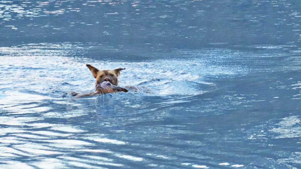 Wild Dogs Team Up to Bring Down Helpless Impala