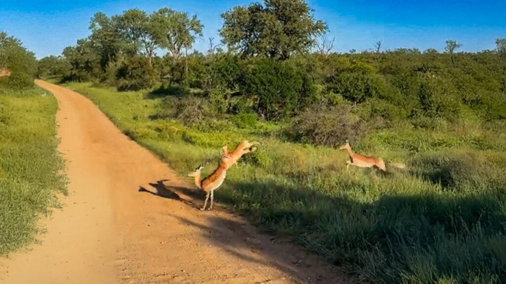 Pack of Wild Dogs in Full Pursuit of Impala Along Dusty Safari Road